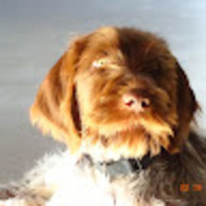 Meet your Posher, Sheep